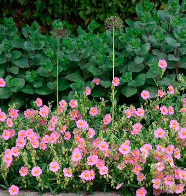 Sonnenröschen Pink Double - Helianthemum