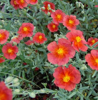 Sonnenröschen Hartswood Ruby - Helianthemum cultorum