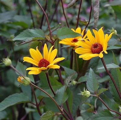 Sonnenröschen Summer Nights - Heliopsis helianthoides