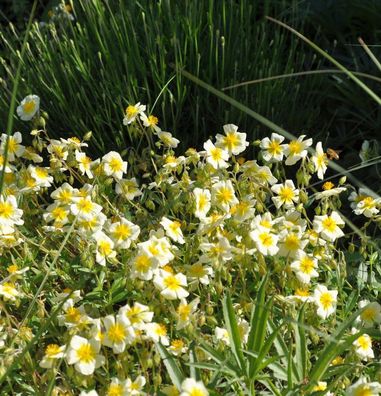 Sonnenröschen Cornish Queen - Helianthemum