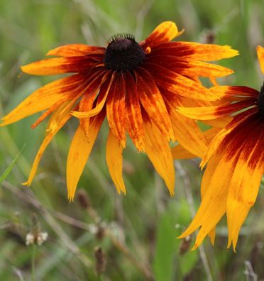 Sonnenhut Autumn Colors - Rudbeckia hirta