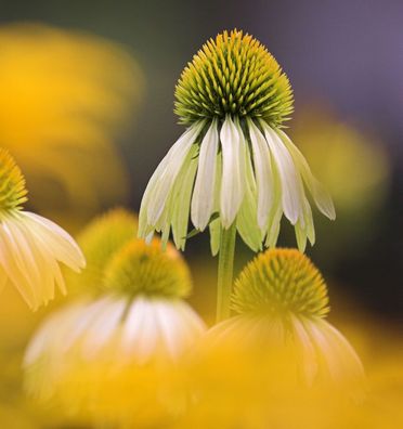 Sonnenhut Mellow Yellow - Echinacea purpurea