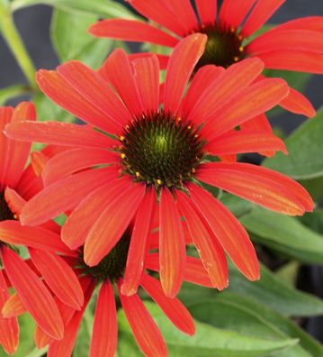 Sonnenhut Julia - Echinacea purpurea