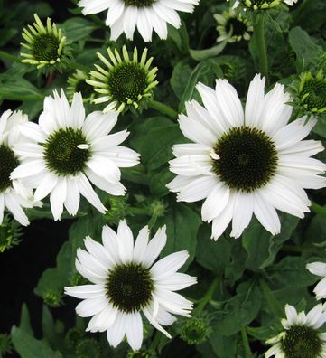 Sonnenhut Jade - Echinacea purpurea