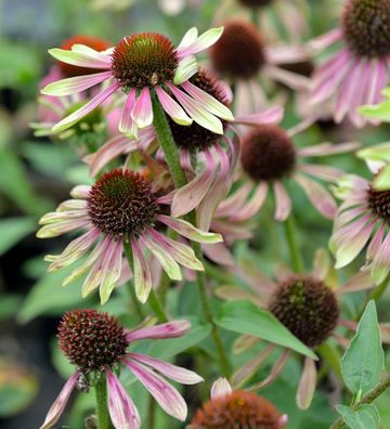 Sonnenhut Green Twister - Echinacea purpurea