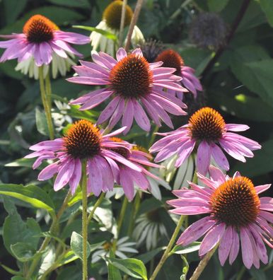 Sonnenhut Baby Swan Pink - Echinacea purpurea