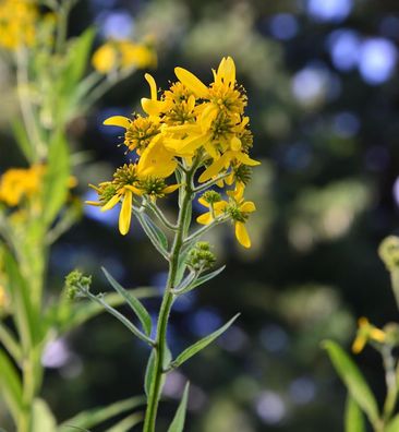 Scheinsonnenhut - Verbesina alternifolia