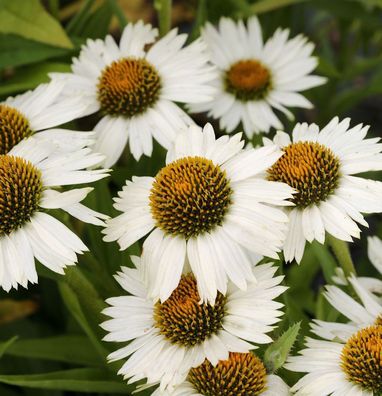 Sonnenhut Virgin - Echinacea purpurea