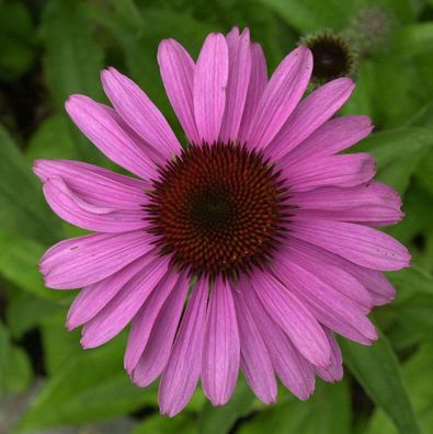 Sonnenhut Dixie Belle - Echinacea purpurea