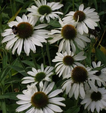 Sonnenhut Avalanche - Echinacea purpurea