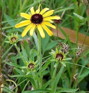 Missouri Sonnenhut - Rudbeckia missouriensis