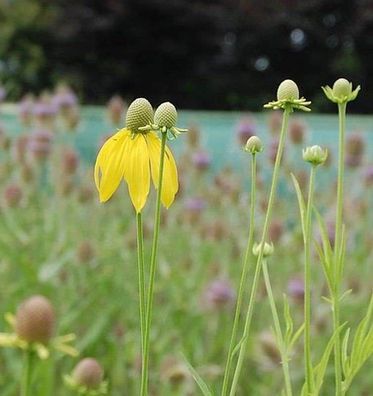 Präriesonnenhut - Ratibida columnifera