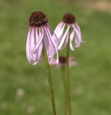 Bleicher Sonnenhut Hula Dancer - Echinacea pallida