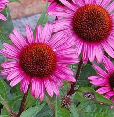 Roter Sonnenhut Fatal Attraction - Echinacea purpurea