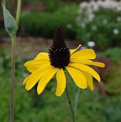 Riesen Sonnenhut - Rudbeckia maxima