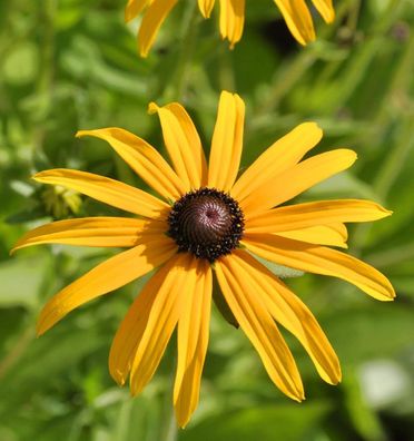 Gewöhnliche Sonnenhut - Rudbeckia fulgida