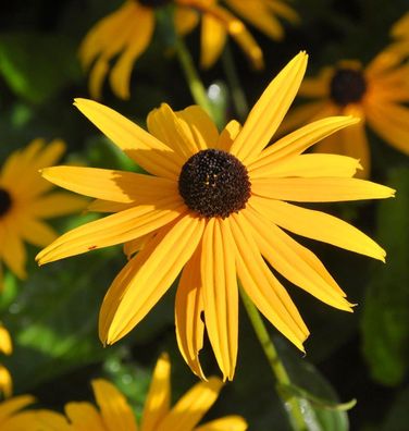 Sonnenhut Goldsturm - Rudbeckia fulgida