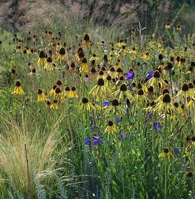 Gelber Sonnenhut - Echinacea paradoxa