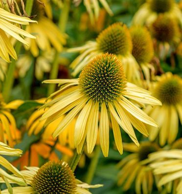 Sonnenhut Sunrise - Echinacea purpurea