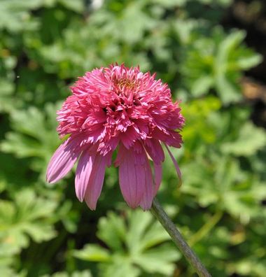 Sonnenhut Razzmatazz - Echinacea purpurea