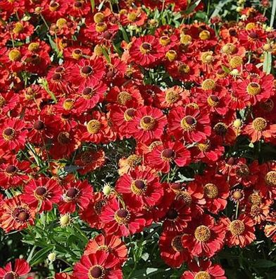 Sonnenbraut Rubinzwerg - Helenium cultorum