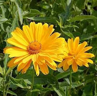 Sonnenauge Venus - Heliopsis scabra