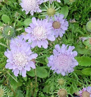 Tauben Skabiose Misty Butterflies - Scabiosa columbaria