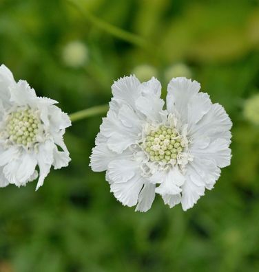 Kaukasus Skabiose Miss Willmott - Scabiosa caucasica