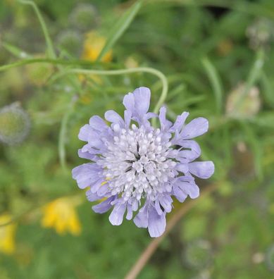 Japanische Skabiose - Scabiosa japonica