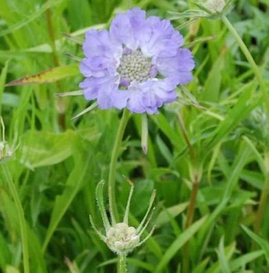 Kaukasus Skabiose Perfecta - Scabiosa caucasica