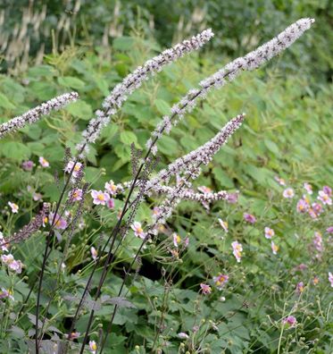 Silberkerze Brunette -Actaea simplex