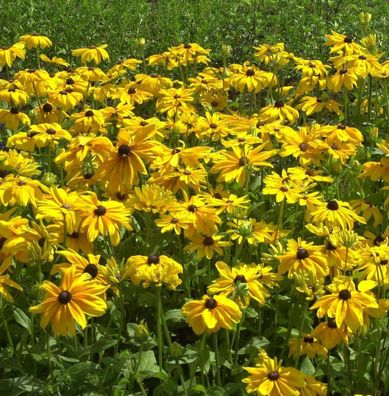 Sonnenhut Summerdaisys Double Coco - großer Topf - Rudbeckia cultorum