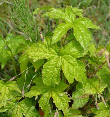 Knotiger Schatten Storchschnabel Clos du Coudray - Geranium nodosum