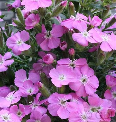 Polster Seifenkraut Bressingham - Saponaria olivana