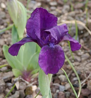 Zwergschwertlilie Hamburger Nacht - Iris barbata nana