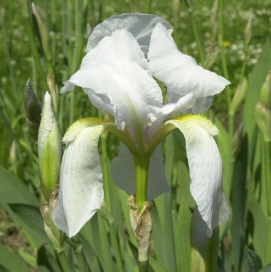 Weiße Zwerg-Schwertlilie - Iris pumila