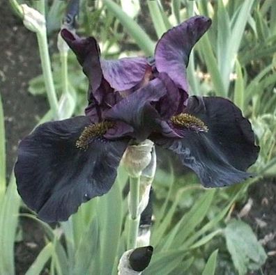 Schwertlilie Supersimon - Iris barbata