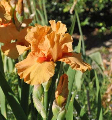 Mittelhohe Schwertlilie Maid of Orange - Iris barbata