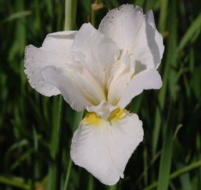 Sibirische Schwertlilie White Swirl - Iris sibirica