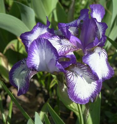 Schwertlilie Frühlingskleid - Iris barbata