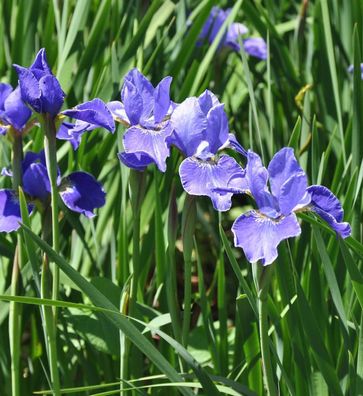 Sibirische Wieseniris Silver Edge - Iris sibirica