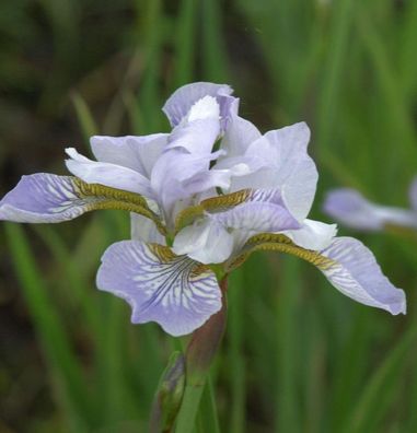 Sibirische Wieseniris Mrs Rowe