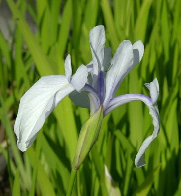 Asiatische Sumpf Schwertlilie - Iris laevigata