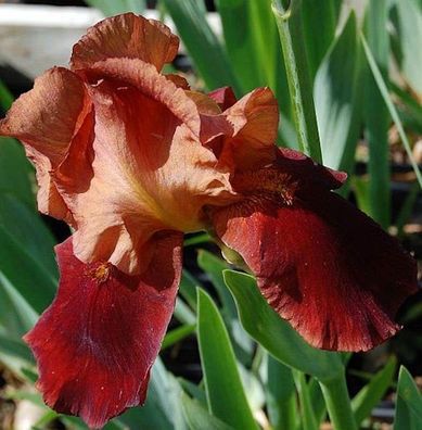 Schwertlilie Natchez Trace - Iris barbata