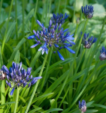 Liebesblume Schmucklilie Black Buddha - Agapanthus africanus