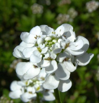 Schleifenblume Zwergschneeflocke - Iberis sempervirens