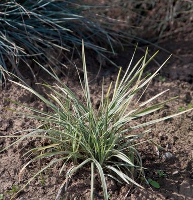 Schlangenbart Silver Mist - Ophiopogon japonicus