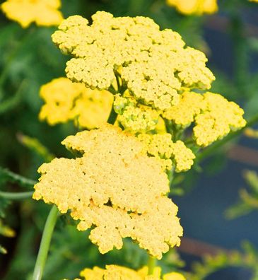 Schafgarbe Summer Fruits Lemon - Achillea millefolium