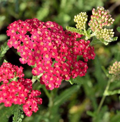 Schafgarbe Cassis - Achillea millefolium