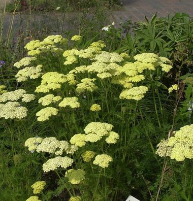 Schafgarbe Hella Glashoff - Achillea filipendulina